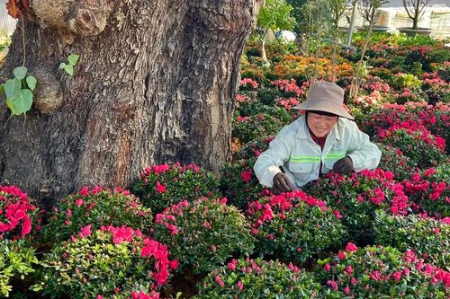 TPHCM tăng cường trật tự giao thông tại các điểm kinh doanh hoa tết
