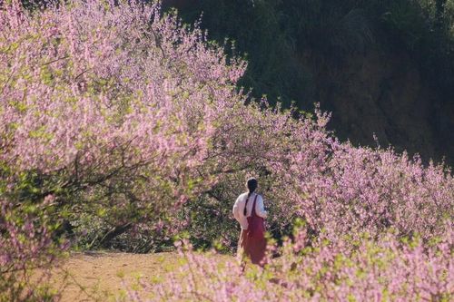 Tọa độ ngắm hoa mận, đào rừng nở rộ ở miền Bắc ngày giáp Tết
