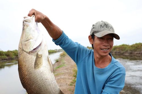 Người dân Cà Mau bắt cá trong vuông kiếm tiền đón Tết