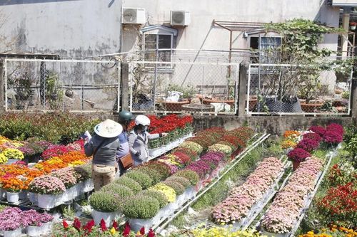 Hoa Tết xuất giàn, nhà vườn trồng hoa Sa Đéc phấn khởi