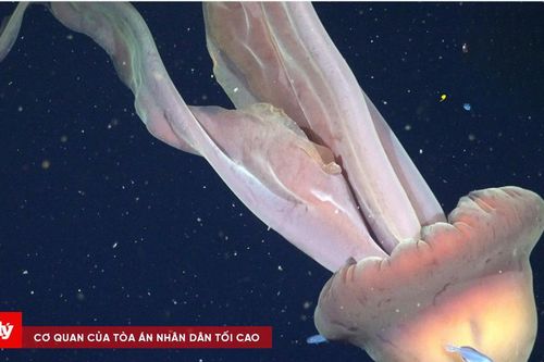 Lộ diện sứa 'bóng ma' khổng lồ dưới đáy đại dương, kích thước ngang xe buýt