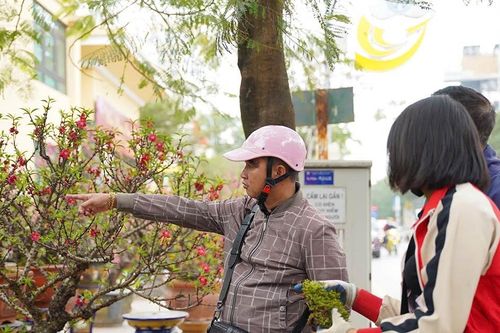 Đào Thất Thốn xuống phố đón Tết, giá thuê lên tới 200 triệu đồng
