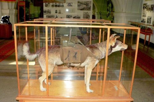 Những chú chó lợi hại trong các trận chiến khốc liệt
