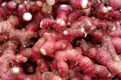 Loại củ gia vị cay ấm, trợ thủ chữa đầy bụng, khó tiêu