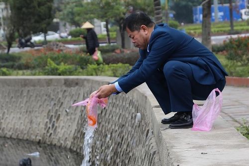 Cá chép 'ngửa bụng' sau khi được thả ở hồ nước mặn ngày ông Công ông Táo