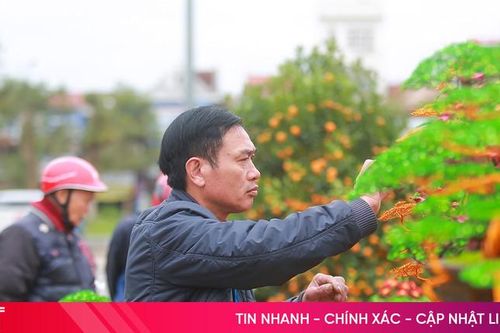 Độc đáo bonsai làm từ dây đồng giá tiền triệu ở Hà Tĩnh