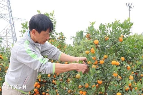 Thị trường hoa, cây cảnh Tết: Sức mua tăng, giá ổn định