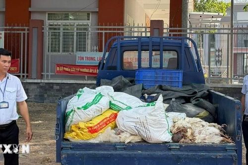 TP Hồ Chí Minh xử lý vụ vận chuyển hơn 200kg gà chết đi tiêu thụ