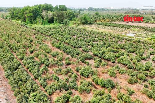 'Thủ phủ' trồng mai ở TP Hồ Chí Minh gặp khó trong vụ Tết 2026