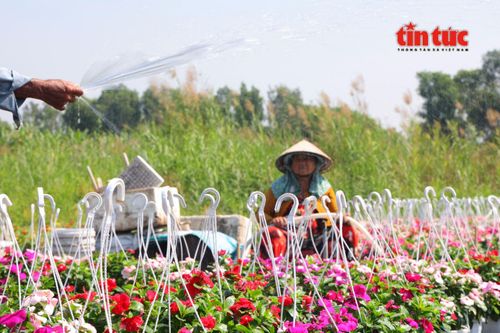 Cận Tết, nhà vườn Thới An thấp thỏm chờ hoa nở đúng vụ