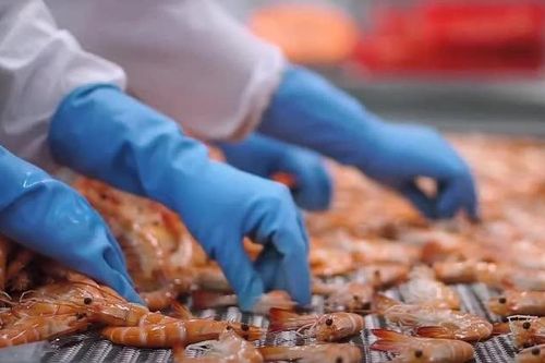 Tôm Việt trước áp lực cạnh tranh gia tăng khi Ấn Độ đẩy mạnh xuất khẩu sang EU