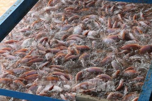 Giá cá điêu hồng cận Tết giảm sâu