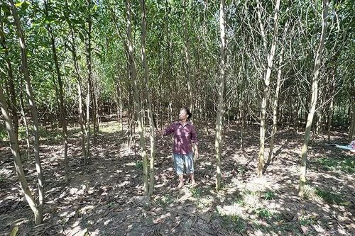 Đẩy mạnh công tác trồng rừng