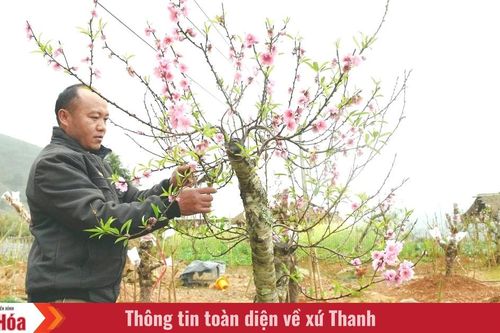 Hoa đất vào xuân
