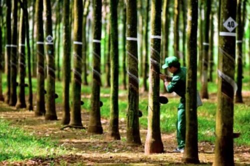 Quy định mới về tọa độ địa lý cho gỗ Việt Nam tuân thủ EUDR