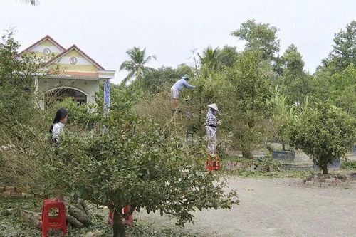 Phum sóc vào xuân