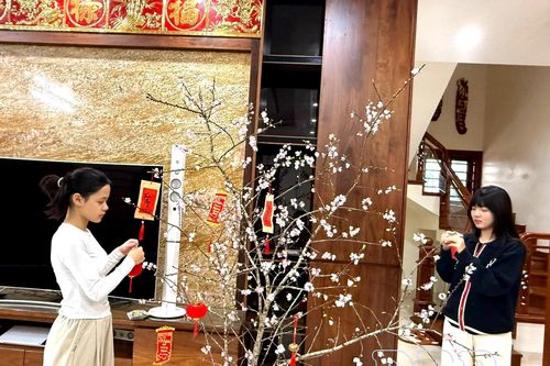 Cành đào đưa xuân xuống phố
