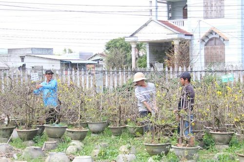 Lặng trầm mùa mai Tết