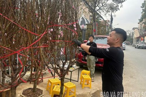 Hoa đào xuống phố
