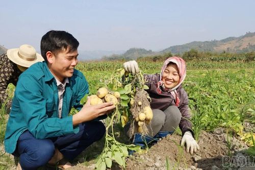 Hiệu quả mô hình liên kết sản xuất khoai tây vụ đông ở Khánh Yên