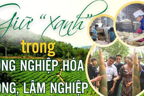 Giữ 'xanh' trong công nghiệp hóa nông, lâm nghiệp