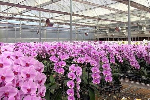 Lan hồ điệp Lâm Đồng giữ vững thị trường hoa Tết