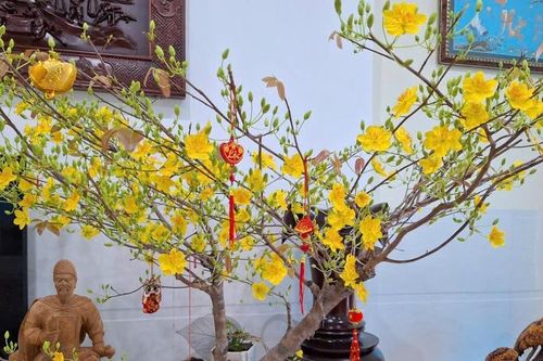 Sắc xuân mai rừng từ truyền thuyết đến đời sống