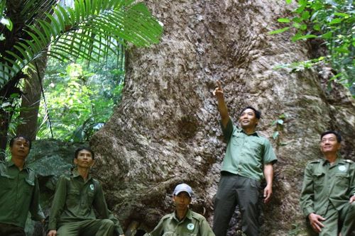 Cho những cánh rừng mãi xanh