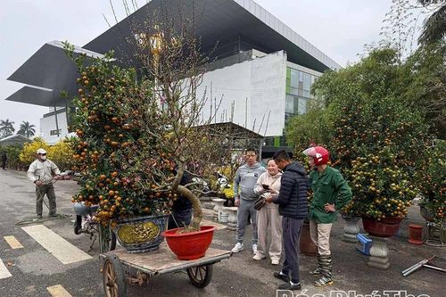 Thú chơi cây cảnh ngày Tết