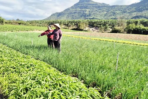 Nhân rộng mô hình rau sạch ở vùng cao