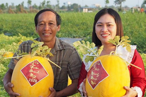 'Mùa vàng' trên ruộng dưa Tết