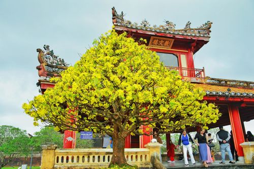 Hoàng mai Huế quý hiếm giá bạc tỷ bung nở rực rỡ dịp cận Tết