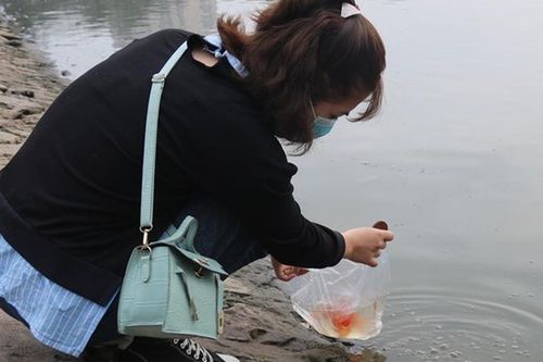 Những sai lầm khi thả cá chép tiễn Táo quân nhiều người mắc phải