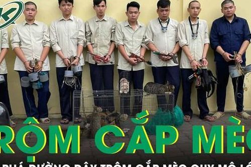Nhóm thanh niên lập đường dây trộm cắp mèo quy mô lớn tại TPHCM