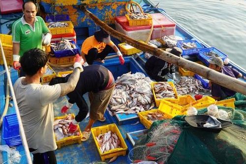 Lâm Đồng rộn ràng tàu cập bến, ngư dân đón xuân từ những khoang cá