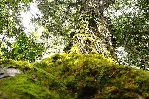 'Chúa tể thực vật' của rừng Trường Sơn