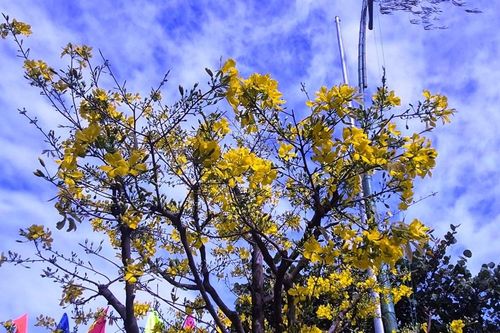 Khánh Hòa: Rạo rực sắc Xuân, rạng rỡ phố biển