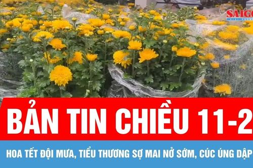 Bản tin chiều 11-2: Hoa tết đội mưa, tiểu thương sợ mai nở sớm