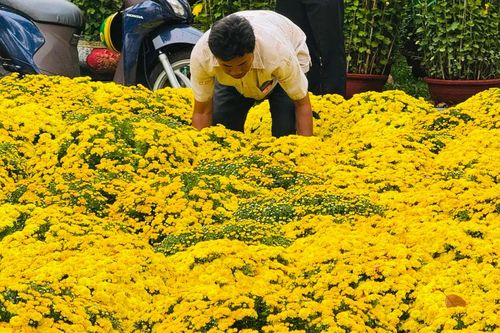 Tiểu thương hoa tết lo 'sốt vó' vì mưa trái mùa