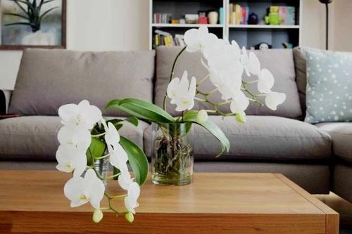 Bật mí cách trang trí lan hồ điệp trong nhà đón Tết