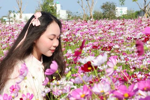 Du khách nô nức check-in cánh đồng hoa sao nhái tuyệt đẹp ở Cà Mau