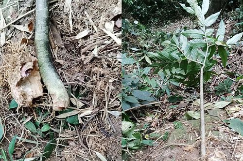 Hai người nhập viện sau khi ăn củ ráy, củ nưa