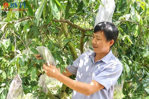 Nông dân Cần Thơ tất bật chuẩn bị nông sản phục vụ Tết