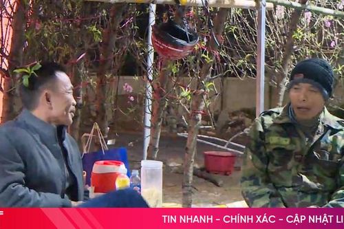 Ăn ngủ cùng đào, mai trong những đêm giá lạnh giáp Tết