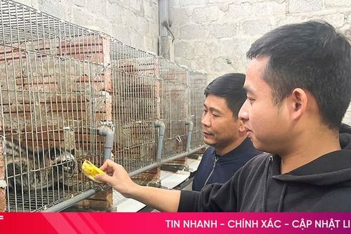 Nuôi chồn hương ở vùng rốn lũ