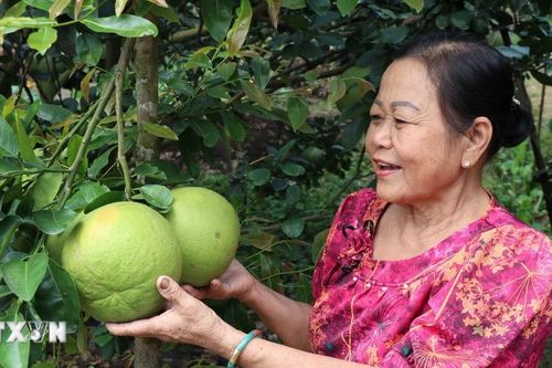 Thị trường nông sản Tết: Vui buồn đan xen