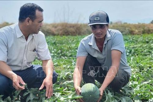 Rau, quả sẵn sàng cho thị trường Tết