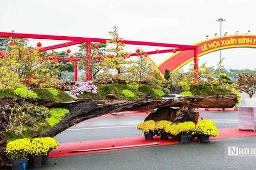 'Siêu phẩm' mai vàng 800 triệu đồng gây chú ý trên phố Hà Nội