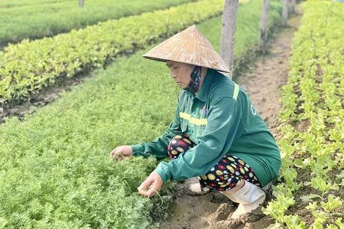 Nông dân chống rét cho cây trồng, vật nuôi