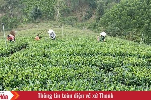 Chè Bình Sơn rộn ràng đón tết